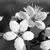Laura Eaton-Crombie's profile image