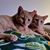 Darlene Hicks Bruno's profile image
