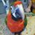 Nancy A. Wallace's profile image