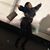 Zanneisha Morrison's profile image