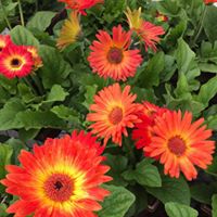 Angie Arnold Bowers's profile image