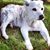 Melissa Young McEldowney's profile image
