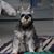 Joan Lambert's profile image