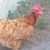 Amy Goodgion's profile image