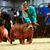 Earl Dawnnell Lamb's profile image