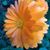 Christine Rainville's profile image