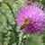Sandra Phlegar Weigand's profile image