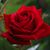 Mireya Azul's profile image