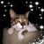 Deb Shockey's profile image