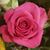 Chanda Robinson Wilbur's profile image