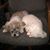 Darlene Landes Hartzell's profile image