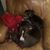 Kellie Harrison's profile image