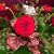 Claudia Romero Buruato's profile image
