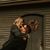 Samantha McAllister's profile image
