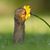 Carol Owen's profile image
