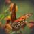 Michael Williamson's profile image