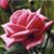 Michelle Deliman Albright's profile image