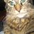 Stephanie Corliss's profile image