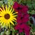 Dee Dee Huffman's profile image