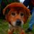 Jackie Lane's profile image