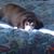 Dorothy DiSanto Morrell's profile image