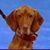 Darcy DuVal Hodges's profile image