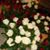 Shantel Mohabir's profile image