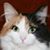 Robert Cat's profile image