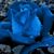 Christy Shingleton's profile image