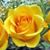 Michelle M Vasilakis's profile image