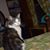 Elizabeth Boleman's profile image