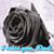 Zorayda Rodriguez's profile image
