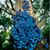 Alessandra Piva's profile image