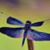 Connie Blanchard's profile image