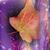 Barbara Helfer's profile image