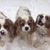 Sallie Lau Nelson's profile image