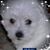 Diane Bozin Lamont's profile image