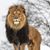 Woody Charlesworth's profile image