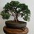 Hanzo Bonsai's profile image