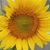 Wendy Sauers's profile image