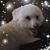 Linda Murphy Chase's profile image