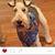 Paula Lerman Singer's profile image