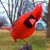 Patricia Westerman-McLeod Rawlinson's profile image
