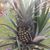 Susan Downing Hill Dubay's profile image