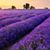 Donna M. Griffin's profile image