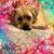 Elizabeth S Freeland's profile image