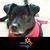 Nicola Gabriel's profile image