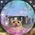 Shea Aronsen's profile image