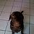 Kristi McNeal Disheroon's profile image