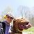 Saige Hickey's profile image